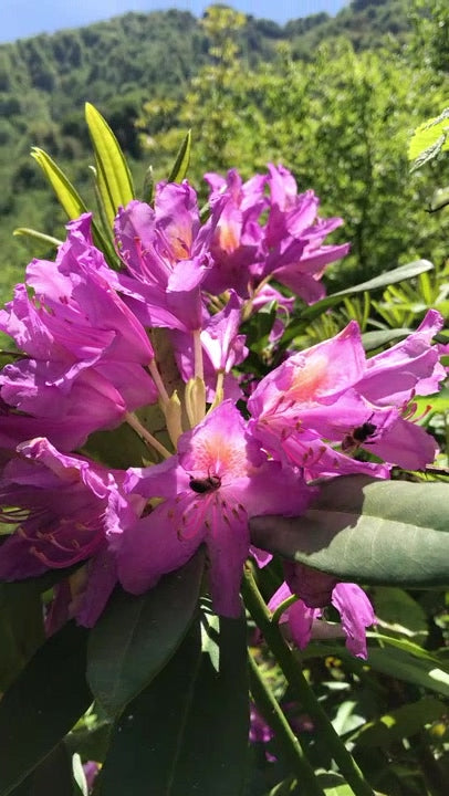 Ballivane Premium Artvin Murgul Rhododendron Mad Honey