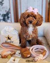 Bella Rose Leash