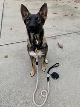 Dark Night Leash