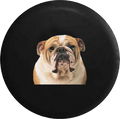 English Bulldog Bull Dog