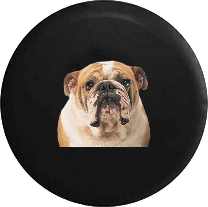 English Bulldog Bull Dog