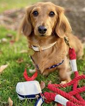 Hot Marine Leash