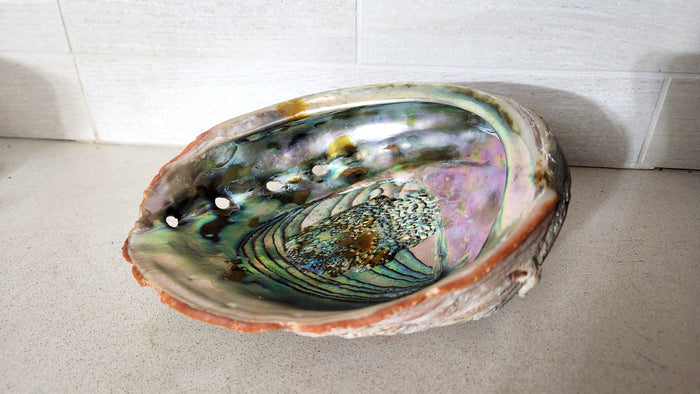 Large Polished Natural Red Abalone Shell bowl