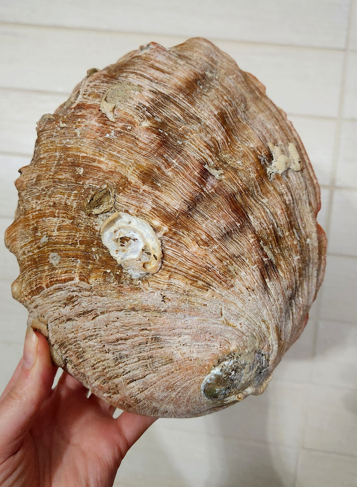 Large Polished Natural Red Abalone Shell bowl
