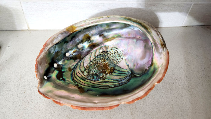 Large Polished Natural Red Abalone Shell bowl