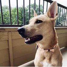 Luscious Bow Collar