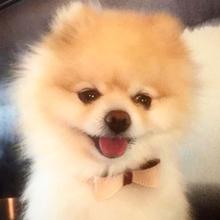 Luscious Bow Collar