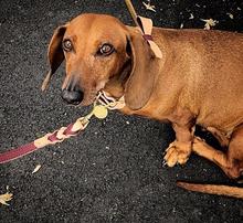 Luscious Bow Collar
