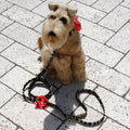 Sarah Leash