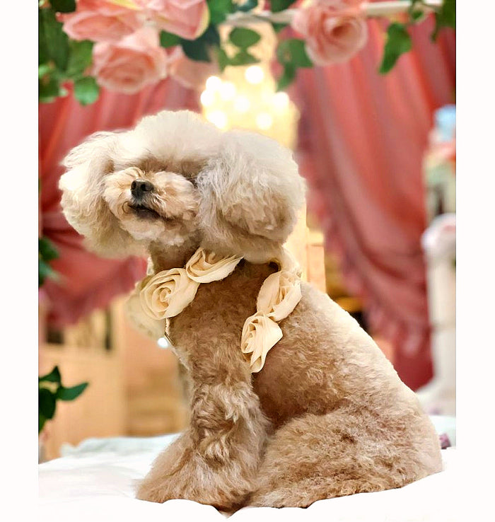 Sweet Roses Harness